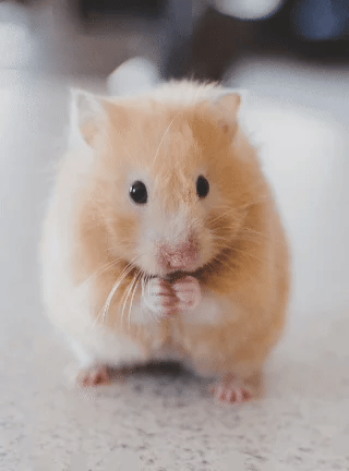 Featured Bot - Photo Drunk Dance Video Generator